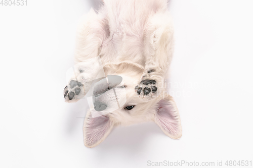 Image of Studio shot of english cream golden retriever isolated on white studio background