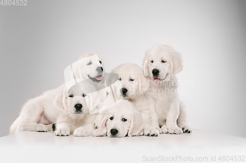 Image of Studio shot of english cream golden retrievers isolated on white studio background