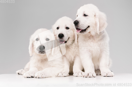 Image of Studio shot of english cream golden retrievers isolated on white studio background