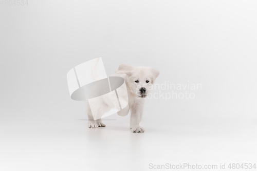 Image of Studio shot of english cream golden retriever isolated on white studio background