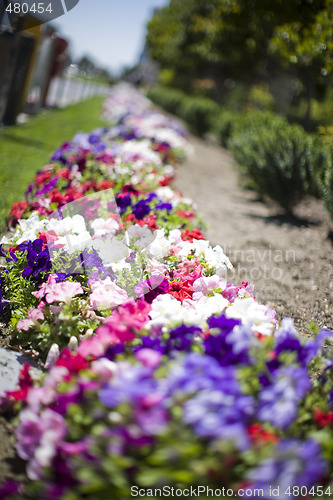 Image of Spring Flowers