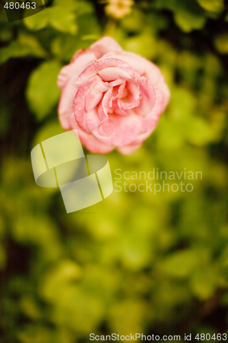 Image of pink rose