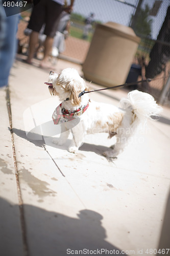 Image of dog on a leash