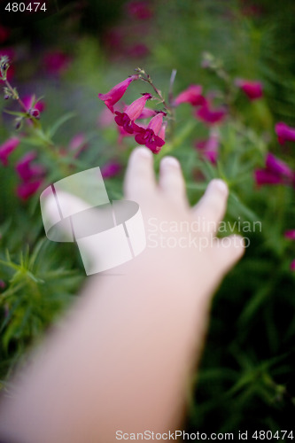 Image of reaching for a flower