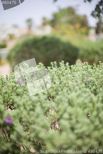 Image of bushes in summer