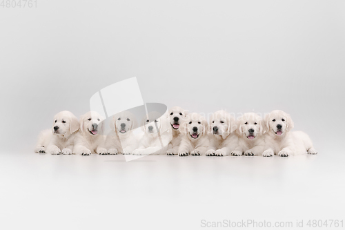 Image of Studio shot of english cream golden retrievers isolated on white studio background