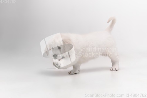 Image of Studio shot of english cream golden retriever isolated on white studio background