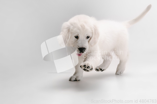 Image of Studio shot of english cream golden retriever isolated on white studio background