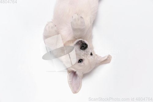 Image of Studio shot of english cream golden retriever isolated on white studio background