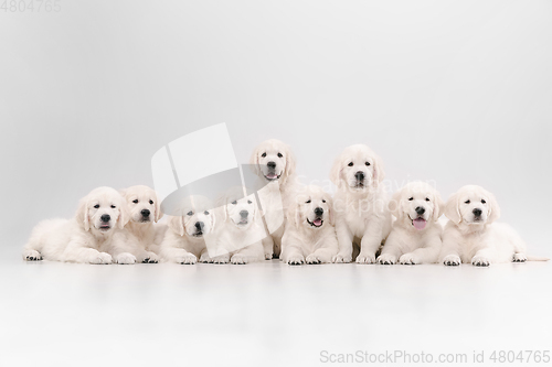 Image of Studio shot of english cream golden retrievers isolated on white studio background