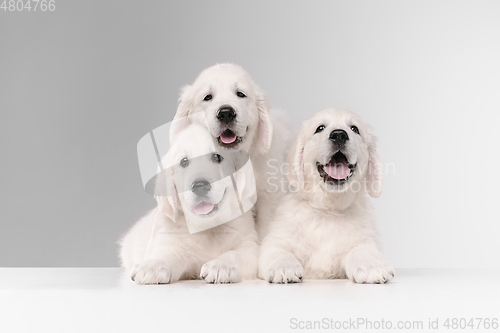 Image of Studio shot of english cream golden retrievers isolated on white studio background