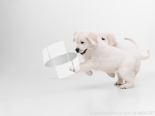 Image of Studio shot of english cream golden retrievers isolated on white studio background