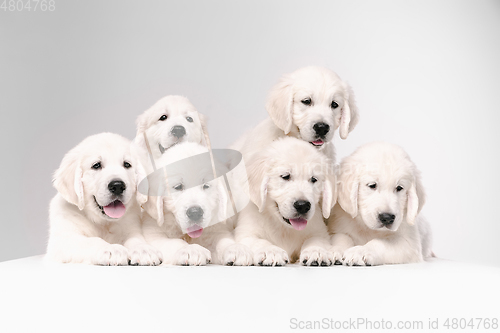 Image of Studio shot of english cream golden retrievers isolated on white studio background