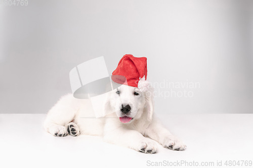 Image of Studio shot of english cream golden retriever isolated on white studio background