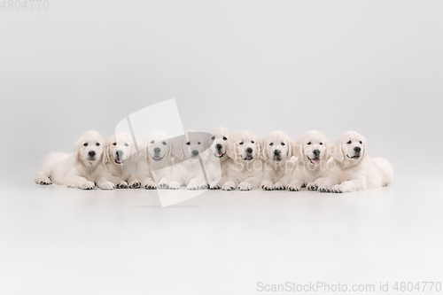 Image of Studio shot of english cream golden retrievers isolated on white studio background