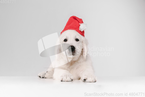 Image of Studio shot of english cream golden retriever isolated on white studio background