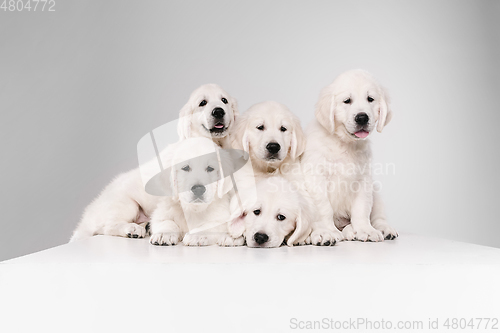 Image of Studio shot of english cream golden retrievers isolated on white studio background