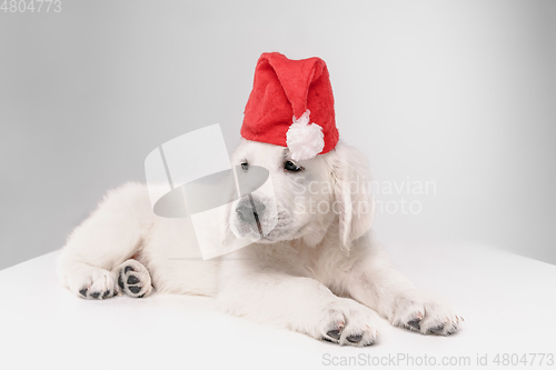 Image of Studio shot of english cream golden retriever isolated on white studio background