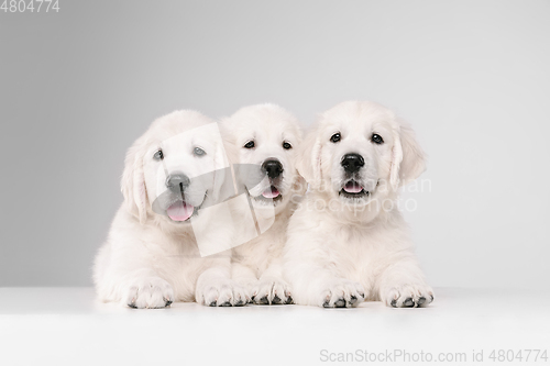 Image of Studio shot of english cream golden retrievers isolated on white studio background