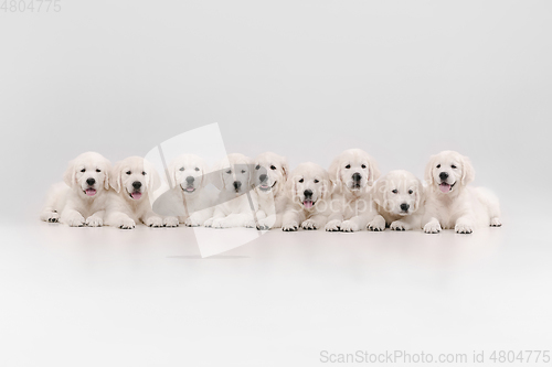 Image of Studio shot of english cream golden retrievers isolated on white studio background