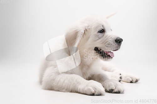 Image of Studio shot of english cream golden retriever isolated on white studio background