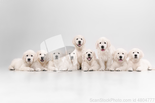 Image of Studio shot of english cream golden retrievers isolated on white studio background