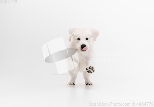 Image of Studio shot of english cream golden retriever isolated on white studio background