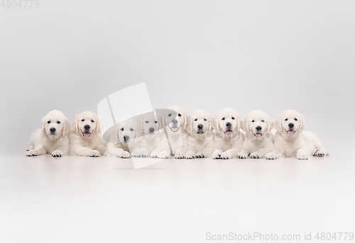 Image of Studio shot of english cream golden retrievers isolated on white studio background