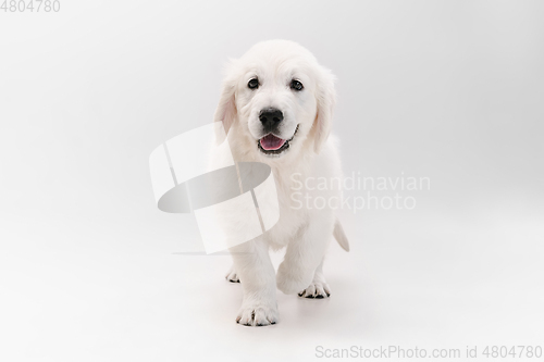 Image of Studio shot of english cream golden retriever isolated on white studio background