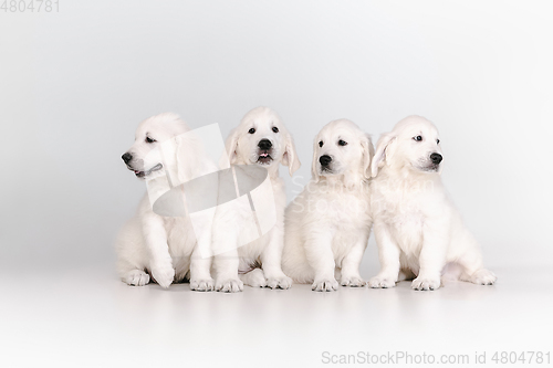 Image of Studio shot of english cream golden retrievers isolated on white studio background