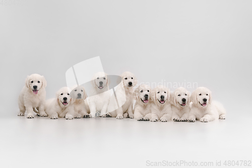 Image of Studio shot of english cream golden retrievers isolated on white studio background