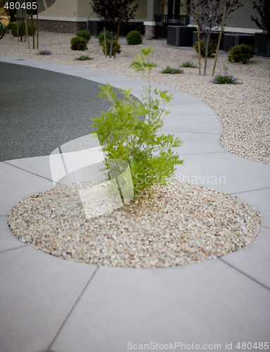 Image of sidewalk and tree