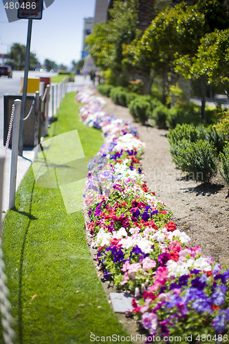 Image of flowerbed on the street