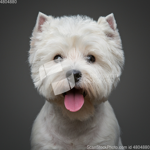 Image of beautiful west highland white terrier dog