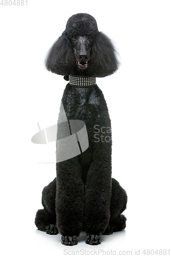 Image of beautiful black poodle dog isolated on white