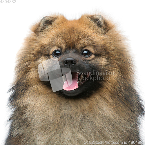 Image of beautiful spitz dog on grey background