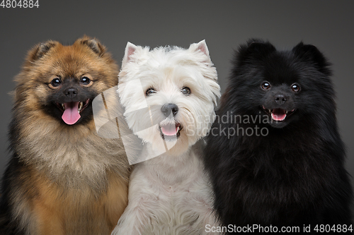 Image of beautiful spitz dogs on grey background