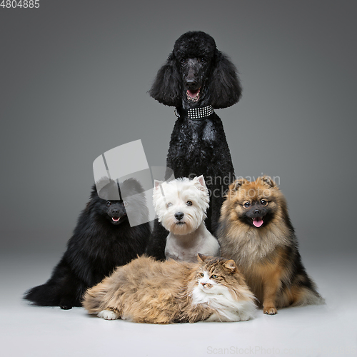 Image of beautiful spitz dogs on grey background