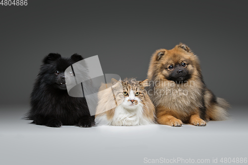 Image of beautiful spitz dogs on grey background