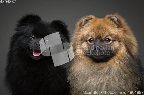 Image of beautiful spitz dogs on grey background