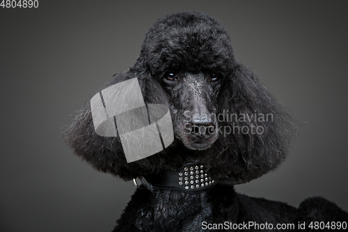 Image of beautiful black poodle on grey background