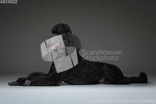 Image of beautiful black poodle on grey background