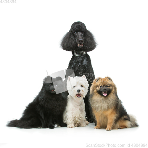 Image of beautiful spitz dogs and poodle on grey background