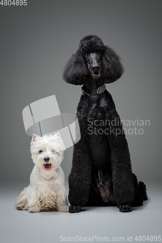 Image of beautiful black poodle and westie dogs on grey background