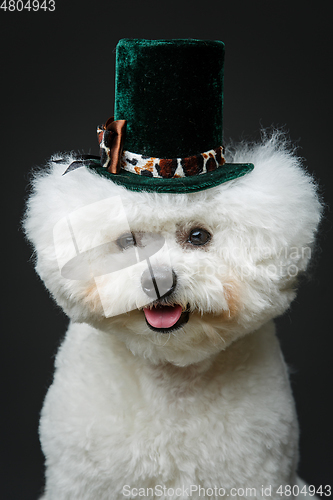 Image of beautiful bichon frisee dog in cute hat