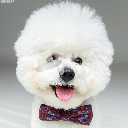 Image of beautiful bichon frisee dog in bowtie