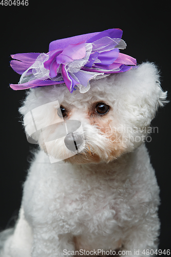 Image of beautiful bichon frisee dog in cute hat
