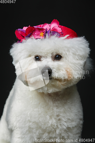 Image of beautiful bichon frisee dog in cute hat