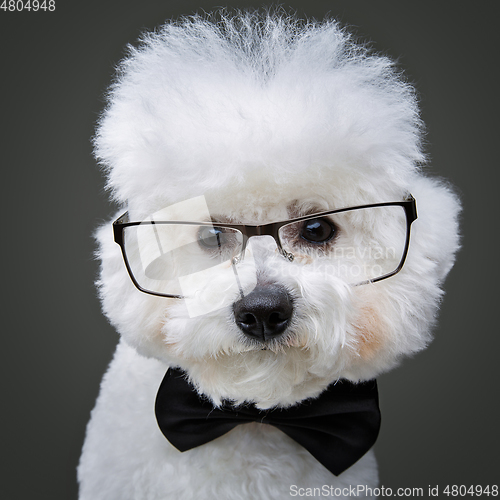 Image of beautiful bichon frisee dog in bowtie and glasses