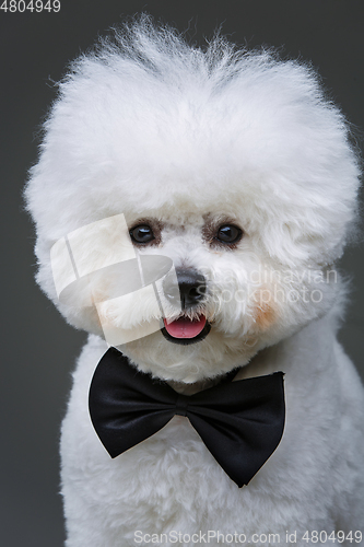 Image of beautiful bichon frisee dog in bowtie